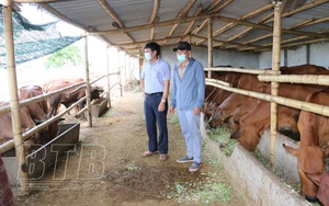 Một ông nông dân tỉnh Thái Bình "liều" khi bỏ ngành du lịch về quê chỉ để nuôi bò giống ngoại toàn con to bự