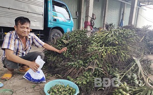 Dịch giã như thế, nhiều nông sản &quot;rớt giá thua đau&quot;, nông dân trồng cau Bình Định lại thắng lớn