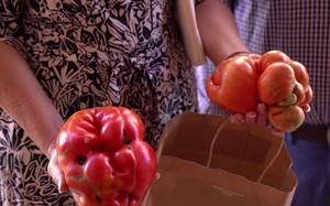 Kỳ lạ cuộc thi tìm quả cà chua xấu nhất ở Tây Ban Nha
