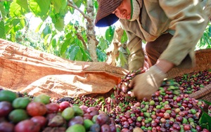 Xuất khẩu cà phê của Việt Nam được dự báo sẽ tăng mạnh, nhất là ở thị trường này