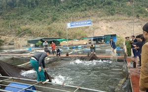 Tuyên Quang: Nuôi toàn cá đặc sản trên hồ Na Hang, nông dân nơi đây "sống khỏe" giữa dịch Covid-19