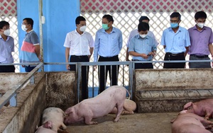 TT-Huế: Mô hình Tổ hợp 4F giúp người chăn nuôi lợn có lãi, không gây ô nhiễm môi trường