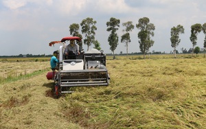Agribank đã giải ngân hơn 17.600 tỷ đồng cho vay thu mua lúa gạo tại Đồng bằng sông Cửu Long
