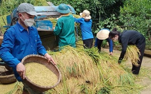 Hướng dẫn bà con khôi phục sản xuất trên cây lúa sau bão