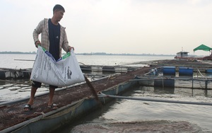 Nam Định: Cá lồng to lắm rồi mà bán không nổi, nông dân mặt rầu rĩ như &quot;bánh đa gặp nước&quot;