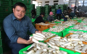 Một nông dân Việt Nam xuất sắc ở tỉnh Lâm Đồng tặng hơn 300 tấn rau củ cho nhân dân miền Nam
