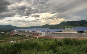 Đắk Lắk chuẩn bị đưa vào hoạt động trại heo cụ kị 2.500 con lớn nhất Tây Nguyên