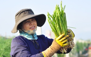 Loại "rau hoàng đế" đắt bậc nhất Việt Nam sẽ được chào bán ở Úc