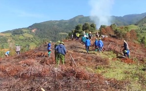 Yên Bái: Trồng thử nghiệm 6 hecta cây hạt dẻ Trùng Khánh tại Mù Căng Chải