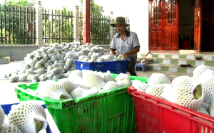 Long An: Dịch Covid-19 nguy cơ phá tan kế hoạch “cả xóm làm giàu” của lão nông trồng trái đặc sản, to khủng