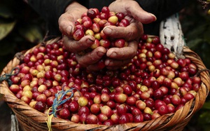 Giá nông sản hôm nay 18/9: Giá tiêu cao nhất 80.500 đồng/kg, nguồn cung cà phê toàn cầu bị thắt chặt