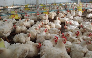 Giá gia cầm hôm nay 19/9: Giá gà công nghiệp giảm từng ngày, vịt thịt miền Bắc được giá cao