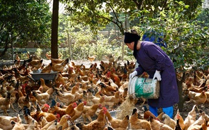 Chị chủ trang trại nuôi gà vi sinh chia sẻ bí quyết nuôi gà để khách hàng ăn 1 rồi lại muốn ăn 2