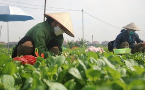Nới lỏng giãn cách, nông dân Hà Nội tất bật hái rau ở "vùng xanh"