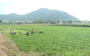 Bà Rịa - Vũng Tàu: Nông dân "vùng xanh" khôi phục sản xuất, tiêu thụ nông sản