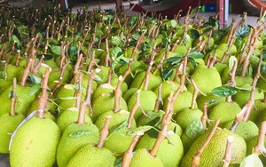 Giá mít Thái hôm nay 19/9: Giá tăng hay giảm, mùa mưa ra trái non bị thiếu chất thì xử lý thế nào?