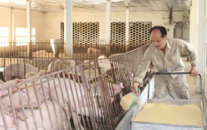Giữa đại dịch Covid-19, nuôi lợn bằng thảo dược, cho nghe nhạc trữ tình...anh nông dân Nam Định bán đắt hàng 
