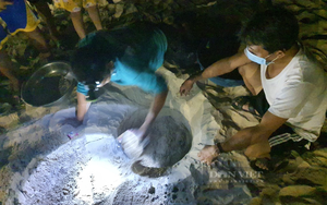 Những người "đỡ đẻ" cho "sản phụ" rùa biển, gần 300 chú rùa con chào đời an toàn