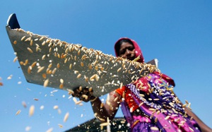 Ấn Độ xuất khẩu gạo nhiều hơn 3 nước cộng lại, giá leo đỉnh gần 2 tháng