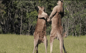 Thiên nhiên diệu kỳ: Khốc liệt cảnh cạnh tranh giao phối của Kangaroo