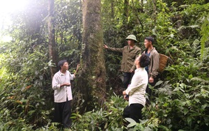 Chuyện bảo vệ, phát triển rừng ở Mường La