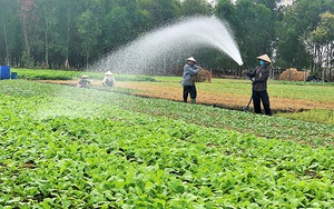 Hà Nội vẫn sản xuất tối đa rau xanh phục vụ nhu cầu của người dân, bất chấp dịch Covid-19