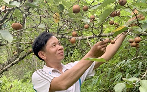 Bắc Kạn: Anh nông dân có bằng kỹ sư nông nghiệp trồng cây quen hay cây lạ đều &quot;mát tay&quot;, ra trĩu quả
