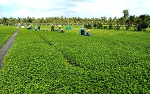 Tiền Giang: Loại rau “thần tài” của nông dân, giờ giá rẻ như bèo “đứt gãy lung tung", phải cắt bỏ hàng loạt