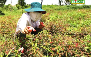 Đắk Nông: Trồng sâm lạ, trồng cây dược liệu lạ-vì sao ngành chức năng lại cảnh báo?