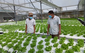 Sang tận Malaysia học bí quyết trồng rau, 8X Đà Nẵng thu lãi hơn 20 triệu đồng/tháng