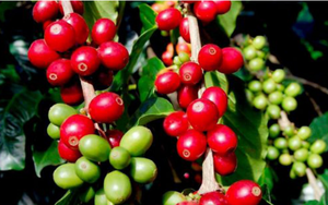 Giá xuất khẩu cà phê của Việt Nam sẽ còn tăng đến đâu?