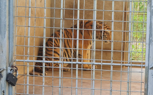 Chi phí nuôi nhốt các cá thể hổ được giải cứu ở Nghệ An hiện nay thế nào?