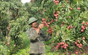 Bắc Giang: Làm nhà lưới không nóc, đường goòng vận chuyển giúp việc trồng vải nhàn tênh, 2 ông nông dân đạt giải Nhất, Nhì