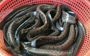 Loài cá đặc sản được ví bổ như nhân sâm, có tác dụng bổ thận tráng dương giá nửa triệu đồng/kg 