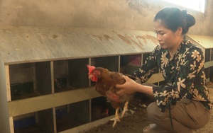 Phú Thọ: Bỏ lợn nuôi gà với quy mô &quot;siêu khủng&quot;, chị &quot;Nông dân Việt Nam xuất sắc 2021&quot; thu tiền tỷ mỗi tháng 