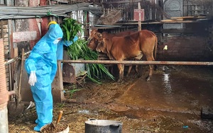 Bà Rịa - Vũng Tàu: Cán bộ phường đội mưa cắt cỏ cho thỏ, đỡ đẻ cho heo giúp bà con cách ly