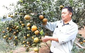 Hà Giang: Nông dân giỏi thi đua làm giàu, có tỷ phú nông dân được Chủ tịch nước tặng Huân chương Lao động 