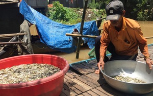 An Giang: Chưa năm nào thấy cá linh ít như năm nay, ở rốn cá còn ít thế này thì nơi khác sao nhiều được