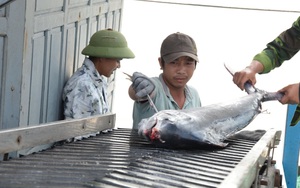 Nam Định: Vẫn còn tình trạng tàu cá vi phạm pháp luật về khai thác thủy sản