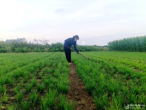 Nghệ An: Nông dân vựa rau gia vị phải cắt đổ bỏ vì không biết bán cho ai