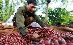 Giá nông sản hôm nay 3/9: Thị trường tiêu ảm đạm, thấp nhất 73.500 đồng/kg; cà phê giảm nhẹ