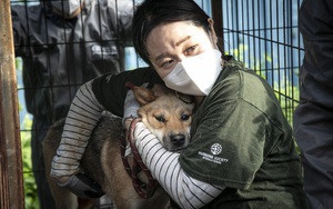 Cuộc giải cứu 65 chú chó Jindo, giống chó được cho là 