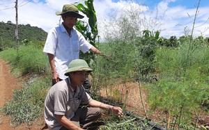 Phú Yên: 10 năm trồng tiêu không khá, 3 năm trồng rau lạ lại rủng rỉnh tiền tiêu