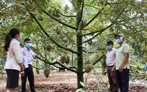 Đắk Lắk: Sầu riêng trái còn treo đầy trên cây, nông dân &quot;phập phồng&quot; lo lắng