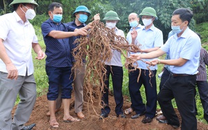 Bắc Giang: Trồng cây đặc sản có củ dài ngoằng, cứ 1ha trồng nông dân miền núi kiếm tiền tỷ không khó