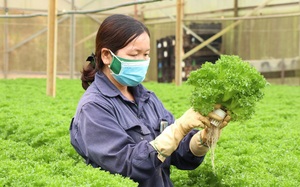 Chuyển đổi số trong nông nghiệp ở Lâm Đồng (bài 2):  Đa dạng các lĩnh vực ứng dụng