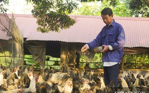 Hà Nội: Nông dân Quốc Oai bắt tay nuôi giống gà quý, thịt chắc, thơm ngon nên không lo ế 