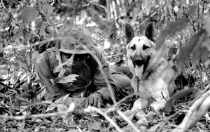 Lý giải việc chó quân sự của Mỹ chết như ngả rạ ở Việt Nam