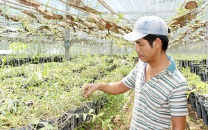 Đồng Nai: Vườn lan chục tỷ, có cả hoa lan đột biến của anh trưởng phòng bỏ Hà Nội vào rừng theo giấc mơ hoa
