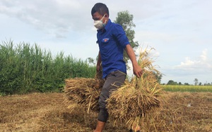 Bình Định: Nông dân vùng giãn cách xã hội không cần phải ra đồng, gặt lúa đã có người khác lo